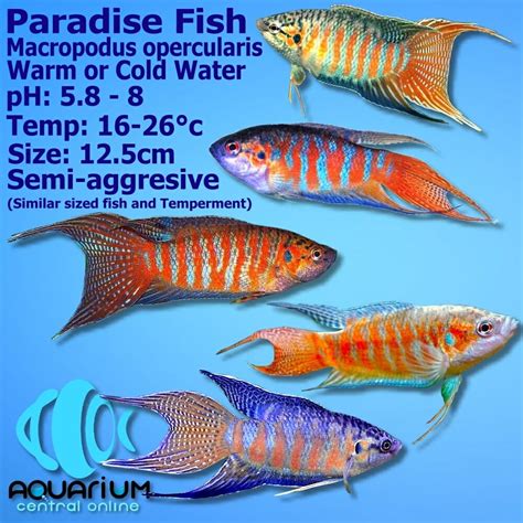 Fish Paradise .